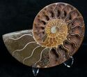 Beautiful Split Ammonite (Half) #6191-2